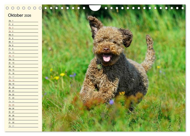 Produktbild: Lagotto Romagnolo - Italienischer Tr&uuml;ffelhund (Wandkalender 2026 DIN A4 quer), CALVENDO Monatskalender