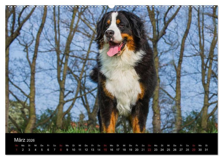 Produktbild: Treuer Freund Berner Sennenhund (Wandkalender 2026 DIN A2 quer), CALVENDO Monatskalender