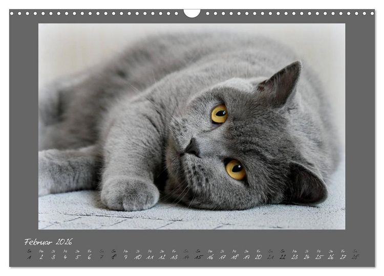 Produktbild: GRAUE ENGEL Britischkurzhaar-Katzen (Wandkalender 2026 DIN A3 quer), CALVENDO Monatskalender