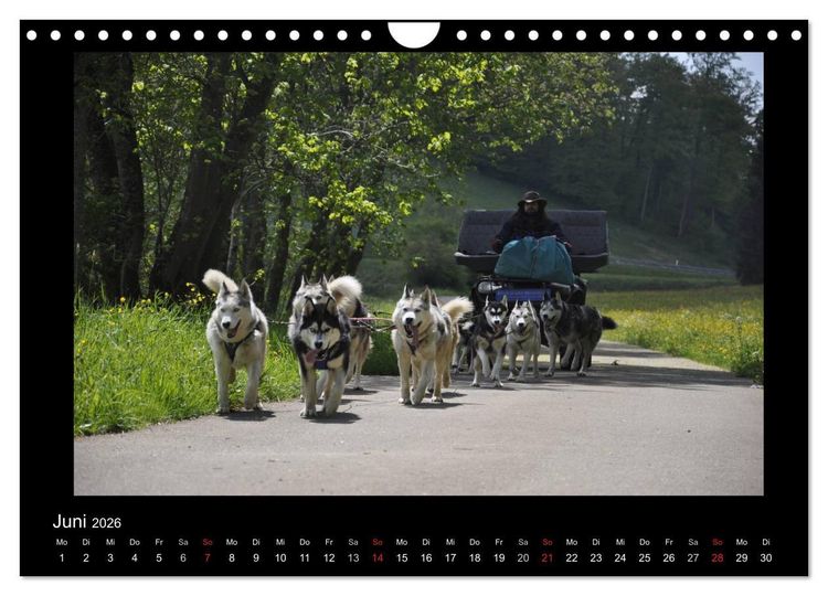 Produktbild: Husky-Kalender (Wandkalender 2026 DIN A4 quer), CALVENDO Monatskalender
