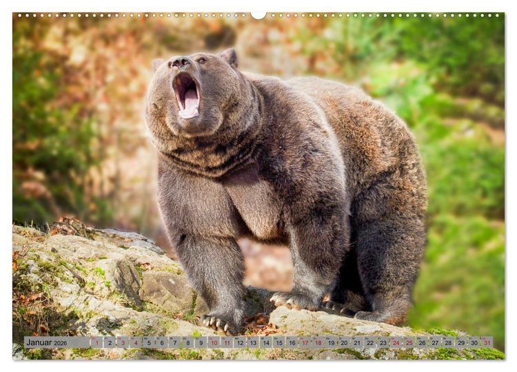 Produktbild: Krafttier B&auml;r (hochwertiger Premium Wandkalender 2026 DIN A2 quer), Kunstdruck in Hochglanz