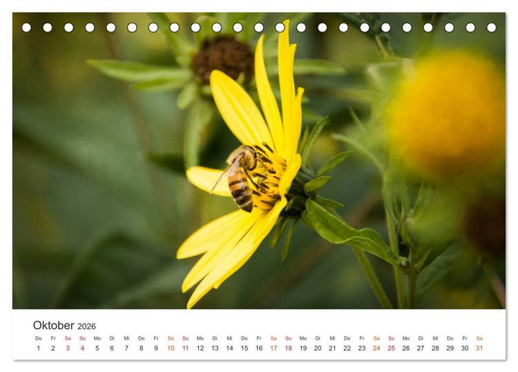 Produktbild: Bienen und Waben (Tischkalender 2026 DIN A5 quer), CALVENDO Monatskalender