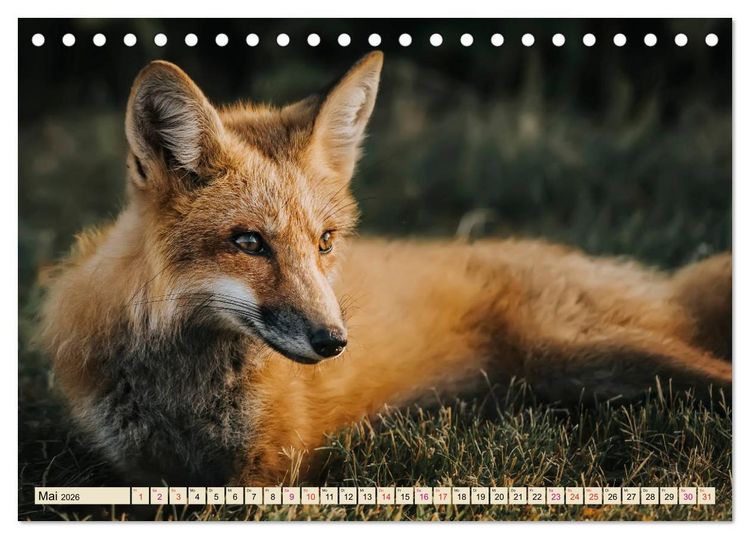 Produktbild: Fuchs - schlauer R&auml;uber (Tischkalender 2026 DIN A5 quer), CALVENDO Monatskalender