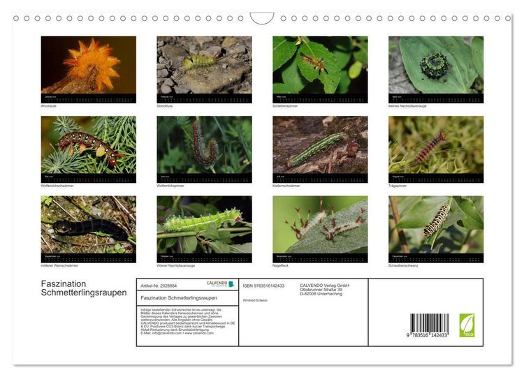Produktbild: Faszination Schmetterlingsraupen (Wandkalender 2026 DIN A3 quer), CALVENDO Monatskalender