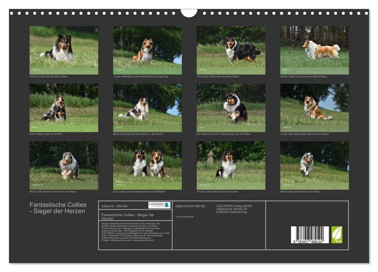 Produktbild: Fantastische Collies - Sieger der Herzen (Wandkalender 2026 DIN A3 quer), CALVENDO Monatskalender