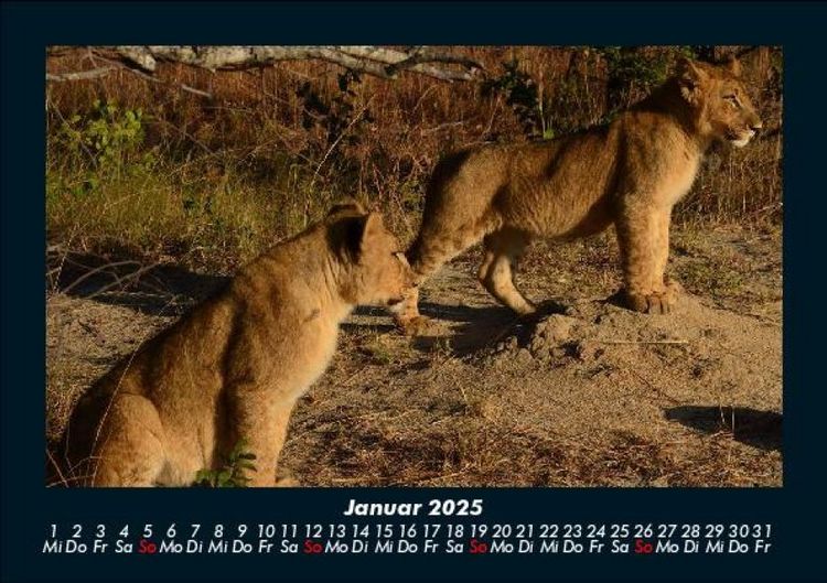 Produktbild: L&ouml;wen in der Wildnis 2025 Fotokalender DIN A5