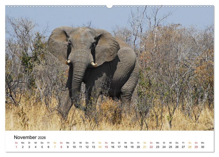 Produktbild: Elefanten Impressionen (Wandkalender 2026 DIN A2 quer), CALVENDO Monatskalender