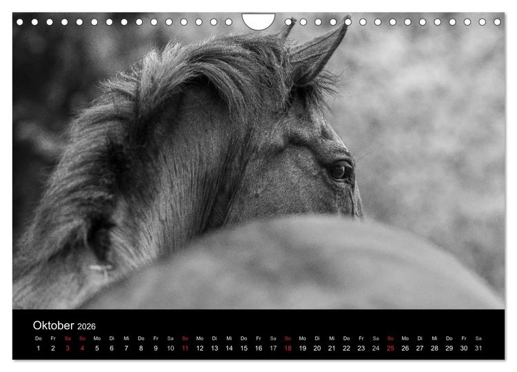 Produktbild: Pferde Tr&auml;ume (Wandkalender 2026 DIN A4 quer), CALVENDO Monatskalender
