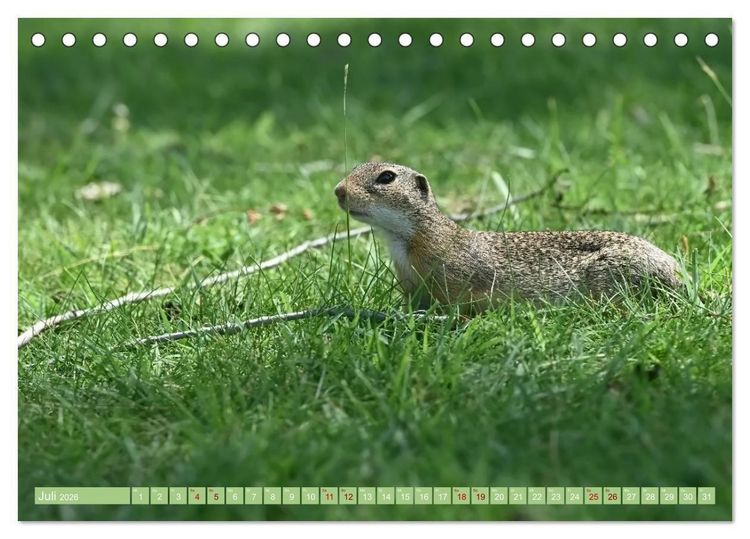 Produktbild: Ziesel im Burgenland (Tischkalender 2026 DIN A5 quer), CALVENDO Monatskalender