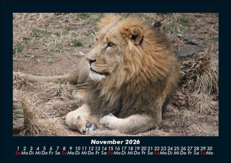 Produktbild: L&ouml;wen in der Wildnis 2026 Fotokalender DIN A5