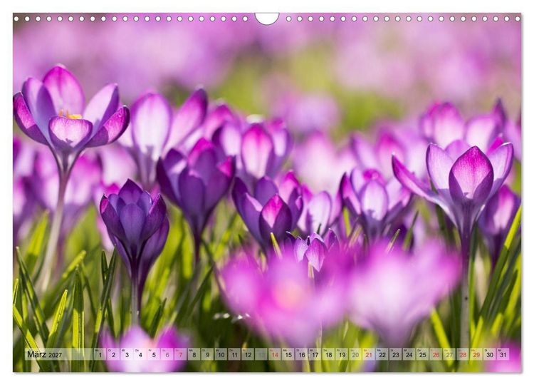 Produktbild: Farbenfroher Bl&uuml;tentraum (Wandkalender 2027 DIN A3 quer), CALVENDO Monatskalender