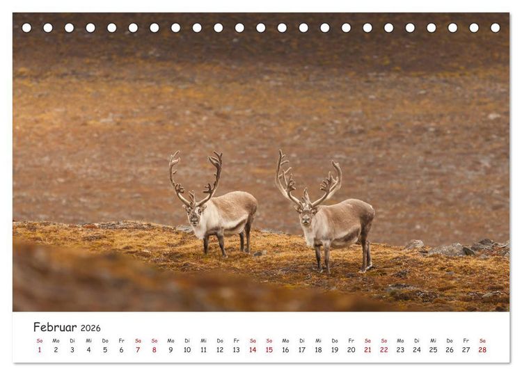 Produktbild: Rentiere (Tischkalender 2026 DIN A5 quer), CALVENDO Monatskalender