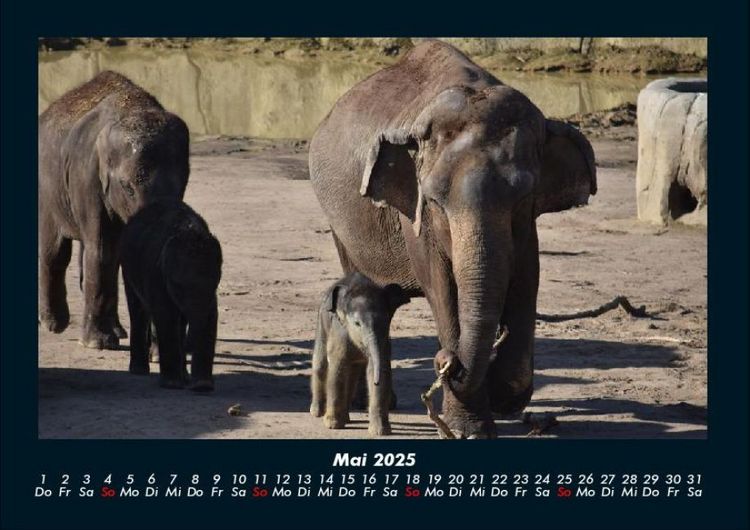 Produktbild: Elefanten - Die sanften Riesen Afrikas 2025 Fotokalender DIN A4