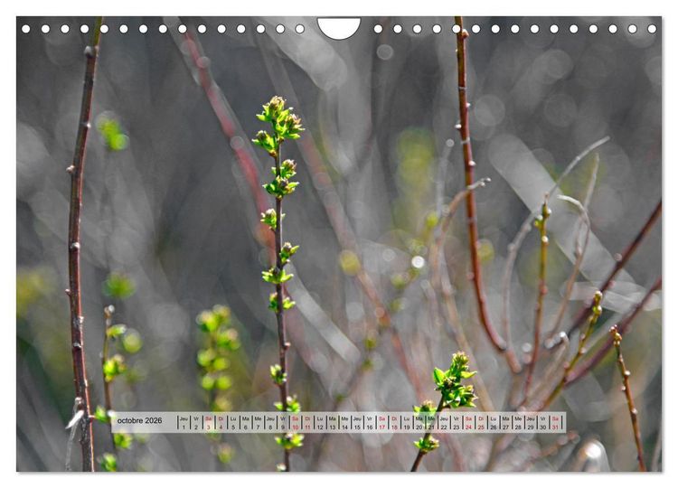 Produktbild: &Eacute;CLORE (Calendrier mural 2026 DIN A4 vertical), CALVENDO calendrier mensuel