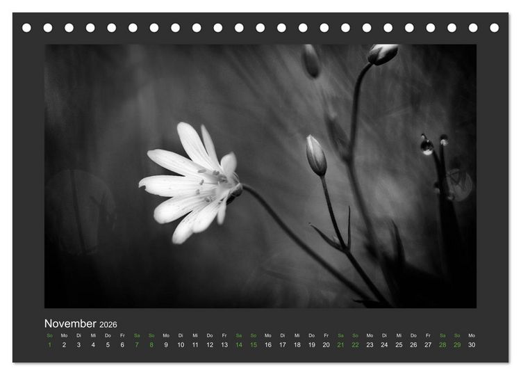 Produktbild: Pflanzen in Schwarz und Wei&szlig; (Tischkalender 2026 DIN A5 quer), CALVENDO Monatskalender