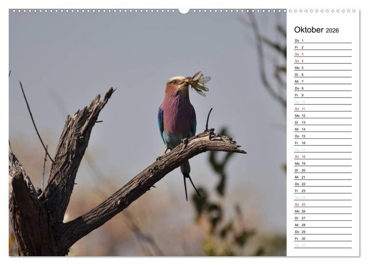 Produktbild: S&uuml;dafrika - Big 5 und mehr (hochwertiger Premium Wandkalender 2026 DIN A2 quer), Kunstdruck in Hochglanz