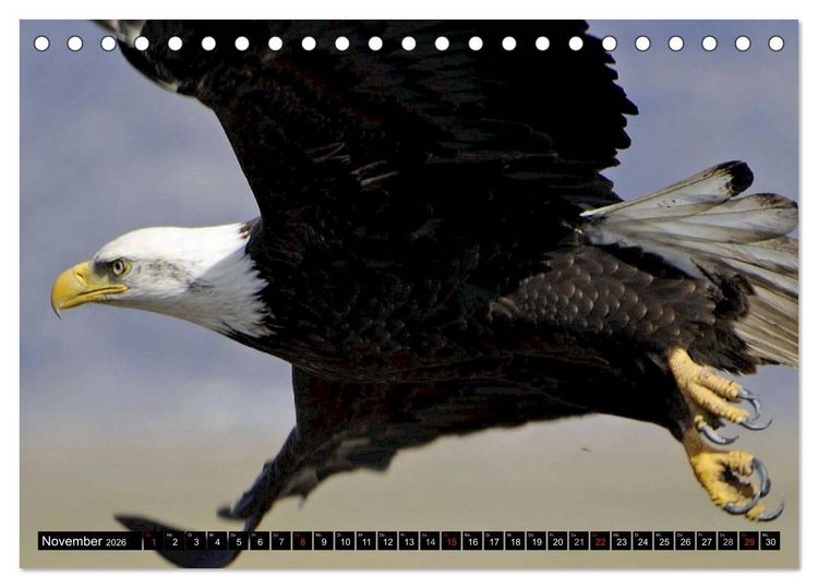Produktbild: Wei&szlig;kopfseeadler. Symbol der Freiheit (Tischkalender 2026 DIN A5 quer), CALVENDO Monatskalender