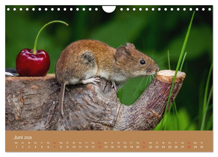 Produktbild: M&auml;usetanz (Wandkalender 2026 DIN A4 quer), CALVENDO Monatskalender