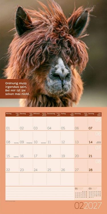 Produktbild: No Drama, Lama Kalender 2027 - 30x30 - Art12