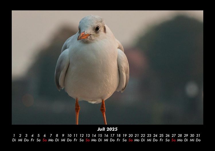Produktbild: Hamburg 2025 Fotokalender DIN A3