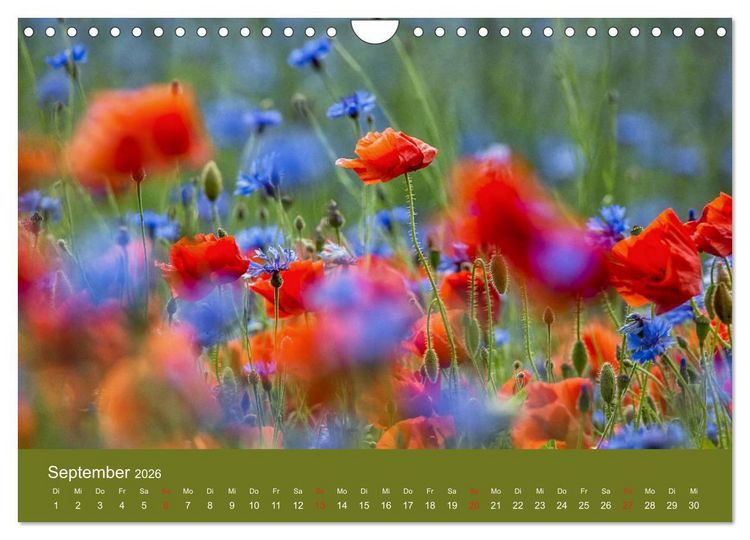 Produktbild: Mohnblumen Romantik (Wandkalender 2026 DIN A4 quer), CALVENDO Monatskalender