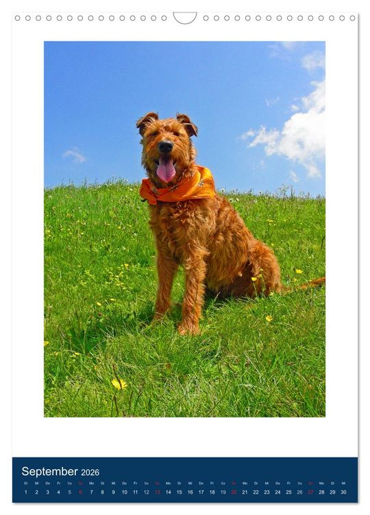 Produktbild: Kelly - Ein Irish Terrier macht Urlaub (Wandkalender 2026 DIN A3 hoch), CALVENDO Monatskalender