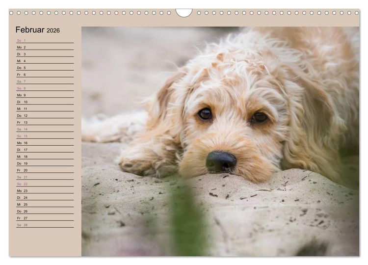 Produktbild: Ein Labradoodle-Welpe in der Heide (Wandkalender 2026 DIN A3 quer), CALVENDO Monatskalender