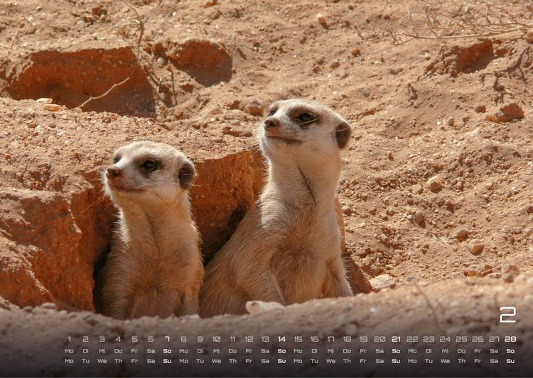 Produktbild: Erdm&auml;nnchen &ndash; Kleine W&auml;chter, gro&szlig;e Abenteuer! - 2027 - Kalender DIN A3