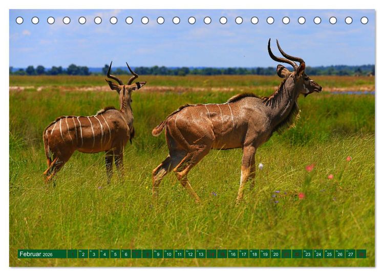Produktbild: Botswana- Pirschfahrt mit Garantie auf Wildlife (Tischkalender 2026 DIN A5 quer), CALVENDO Monatskalender