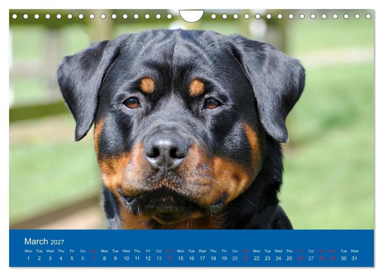 Produktbild: Rottweiler Portait Shots 2027 (Wall Calendar 2027 DIN A4 landscape), CALVENDO 12 Month Wall Calendar
