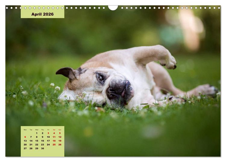Produktbild: English Bulldog (Wall Calendar 2026 DIN A3 landscape), CALVENDO 12 Month Wall Calendar