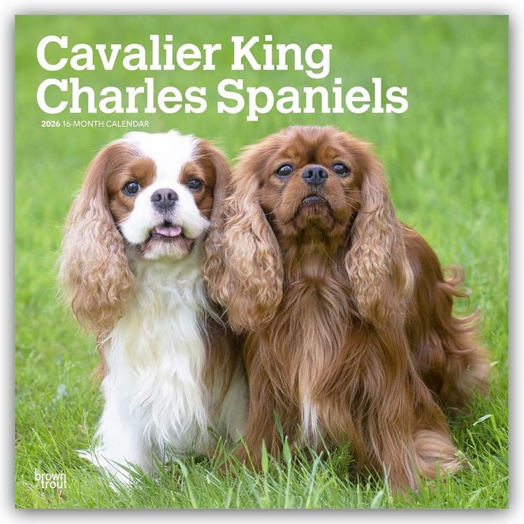 Produktbild: Cavalier King Charles Spaniels 2026 – 16-Monatskalender