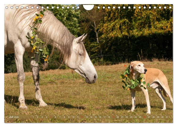 Produktbild: Pferd und Hund - Vierbeinige Freunde (Wandkalender 2026 DIN A4 quer), CALVENDO Monatskalender