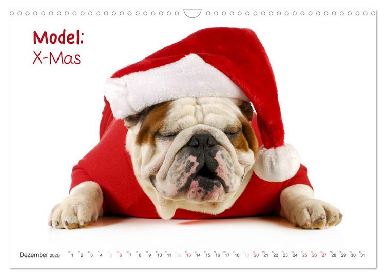 Produktbild: English Bulldog XXL Models (Wandkalender 2026 DIN A3 quer), CALVENDO Monatskalender