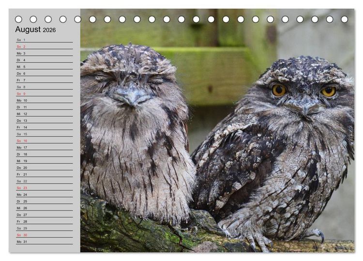 Produktbild: Eulen. Gefiederte Weisheit (Tischkalender 2026 DIN A5 quer), CALVENDO Monatskalender