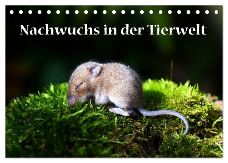 Produktbild: Nachwuchs in der Tierwelt (Tischkalender 2026 DIN A5 quer), CALVENDO Monatskalender