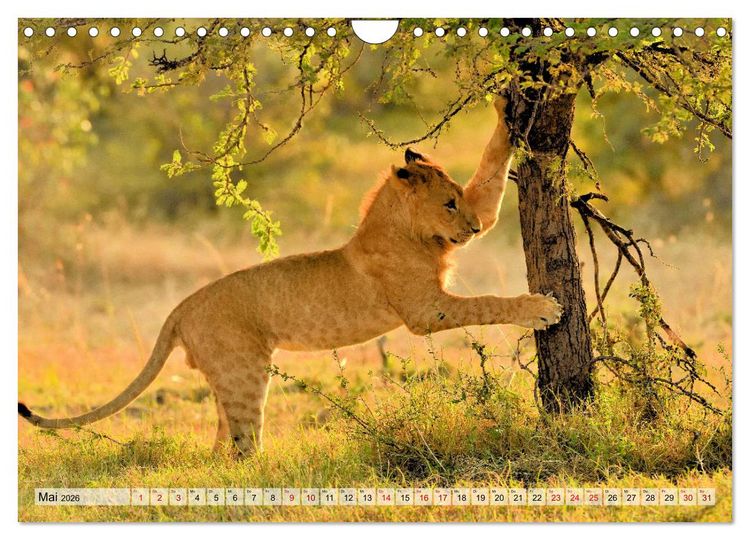 Produktbild: Faszination Afrika: L&ouml;wen (Wandkalender 2026 DIN A4 quer), CALVENDO Monatskalender