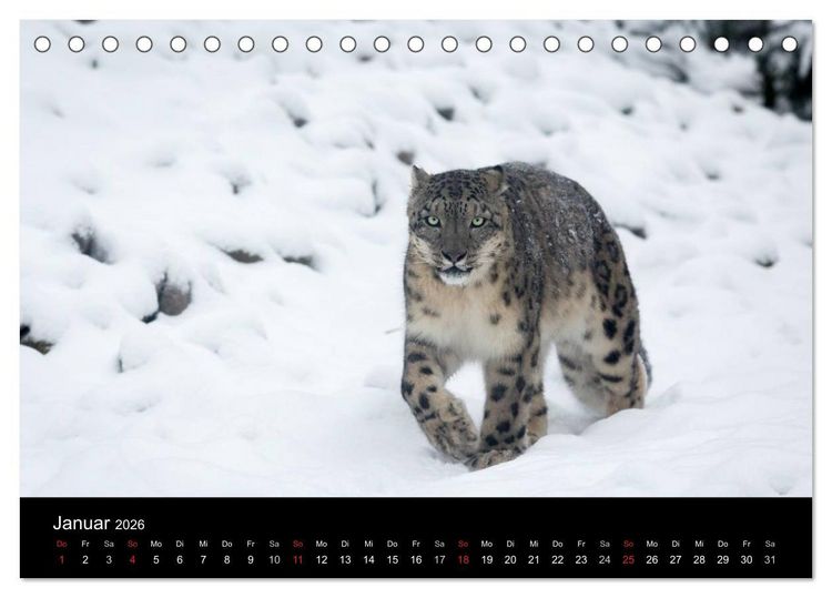 Produktbild: Schneeleoparden (Tischkalender 2026 DIN A5 quer), CALVENDO Monatskalender