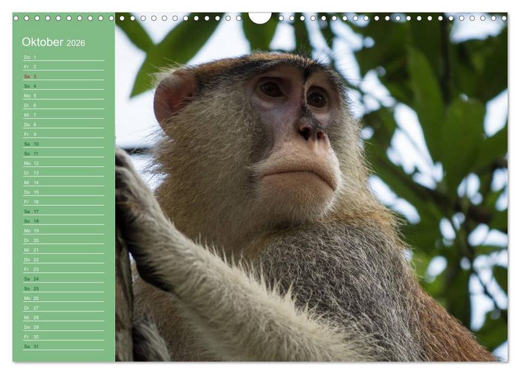 Produktbild: Die vielf&auml;ltige Welt der Affen (Wandkalender 2026 DIN A3 quer), CALVENDO Monatskalender