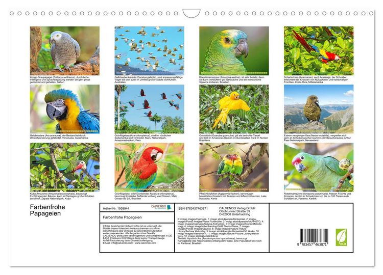 Produktbild: Farbenfrohe Papageien (Wandkalender 2026 DIN A3 quer), CALVENDO Monatskalender