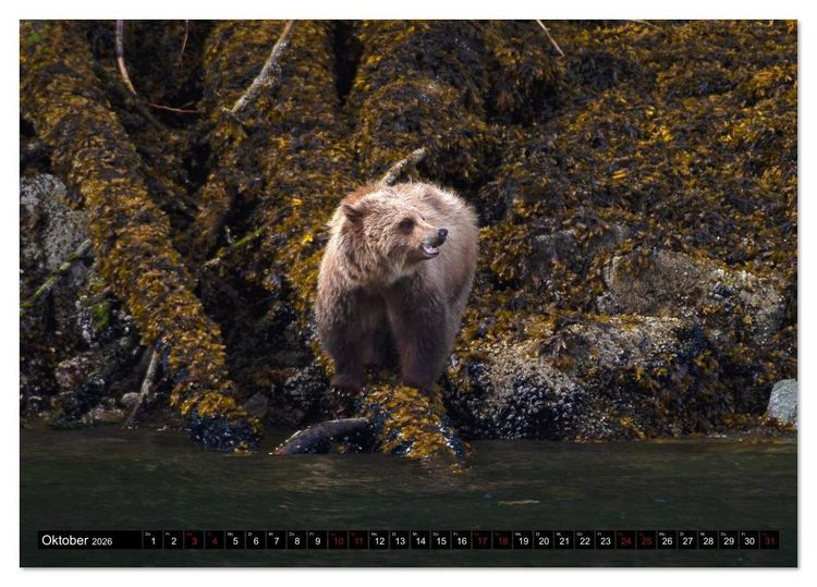Produktbild: Grizzlys und Geisterb&auml;ren - Glendale Cove, Kanada (Tischkalender 2026 DIN A5 quer), CALVENDO Monatskalender