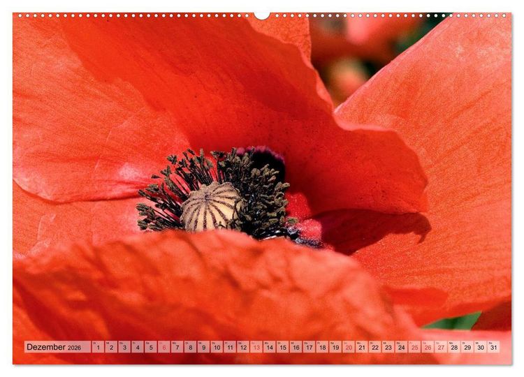 Produktbild: Voll Mohn (Wandkalender 2026 DIN A2 quer), CALVENDO Monatskalender