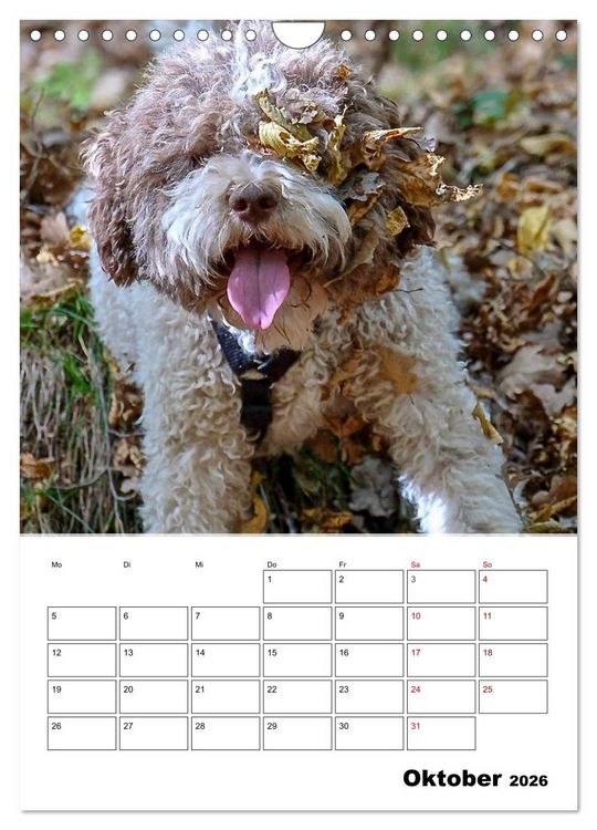 Produktbild: Lagotto Romagnolo - Lustige Zwerge (Wandkalender 2026 DIN A4 hoch), CALVENDO Monatskalender
