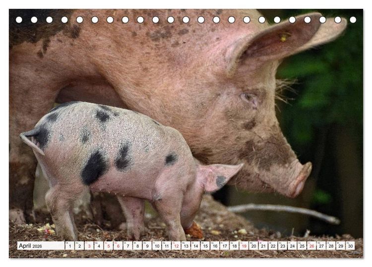 Produktbild: Von S&auml;uen die Schwein haben! (Tischkalender 2026 DIN A5 quer), CALVENDO Monatskalender