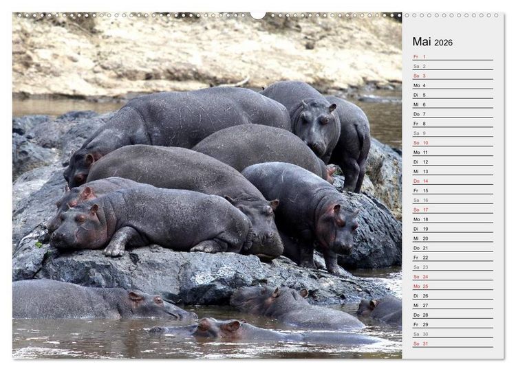Produktbild: Hippos - Begegnungen in Afrika (hochwertiger Premium Wandkalender 2026 DIN A2 quer), Kunstdruck in Hochglanz
