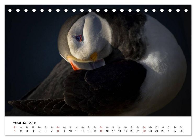 Produktbild: Papageitaucher: Puffin - Lundi - Fratercula arctica (Tischkalender 2026 DIN A5 quer), CALVENDO Monatskalender