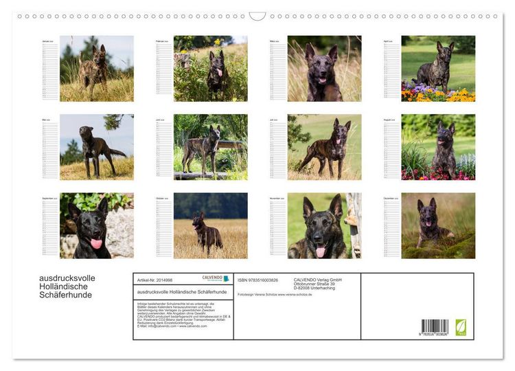 Produktbild: ausdrucksvolle Holl&auml;ndische Sch&auml;ferhunde (Wandkalender 2026 DIN A2 quer), CALVENDO Monatskalender
