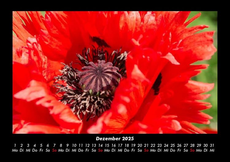Produktbild: Blumentr&auml;ume 2025 Fotokalender DIN A3