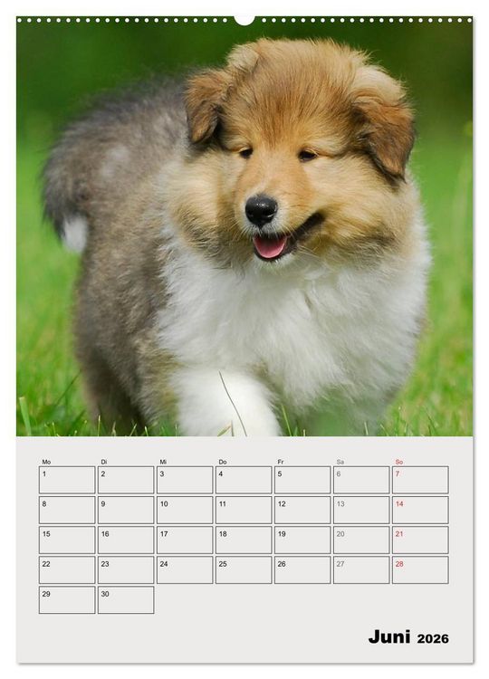 Produktbild: Collies - Freunde f&uuml;r&acute;s Leben (hochwertiger Premium Wandkalender 2026 DIN A2 hoch), Kunstdruck in Hochglanz