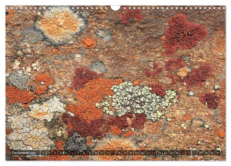 Produktbild: Krustenflechten - Pioniere auf Fels (Wandkalender 2026 DIN A3 quer), CALVENDO Monatskalender